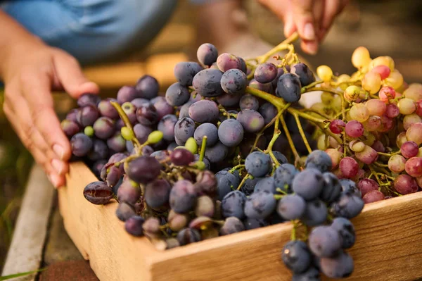 Close-up of a harvest of purple grapes in a wooden box. Viticulture. Growing different varieties of grapes on an organic eco-farm with vineyards for sale at local farmers markets and wine products.