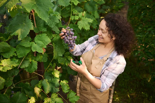 Pleasant Curly Haired Brunette Multiethnic Charming Woman Viticulturist Wine Grower — Zdjęcie stockowe