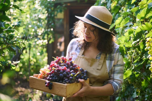 Successful multi-ethnic woman entrepreneur, eco farmer, vine grower wearing beige apron and a straw hat standing in vineyard with a wooden crate full of freshly harvested organic juicy and ripe grapes