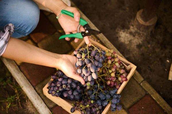 Top View Woman Hands Holding Garden Shears Bunch Purple Grapes — Stockfoto