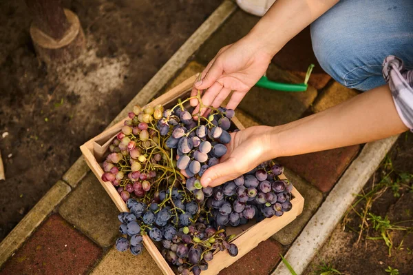 Details Viticulturists Hands Holding Ripe Juicy Organic Grapes Freshly Harvested — Stockfoto