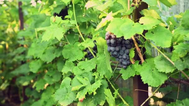 Close Bunch Ripening Organic Blue Grapes Hanging Vine Vineyard Viticulture — Video Stock