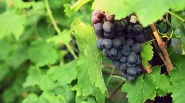 Close-up. Selective focus on ripe and juicy organic black grapes hanging on a vine in vineyard on the ecological farm, ready for harvest for fruits or wine production. Viticulture. Wine growing.