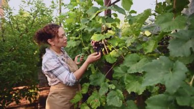 Portrait of a multiethnic pretty woman, viticulturist, vine grower, vintner examining organic grapes in a vineyard on a beautiful sunny autumn day. Agribusiness. Grape farm. Agricultural industry