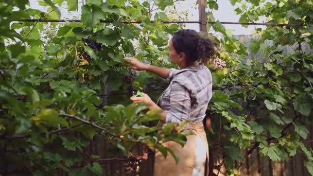 View Back Multiethnic Woman Experienced Viticulturist Vine Grower Inspecting Grapes — Stok Video