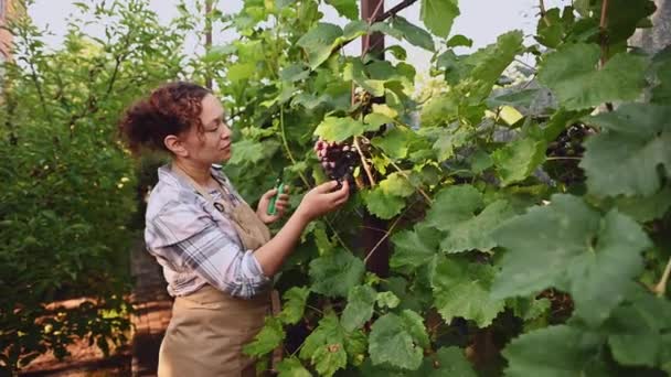 Portrait Multiethnic Pretty Woman Viticulturist Vine Grower Vintner Examining Organic — Stockvideo