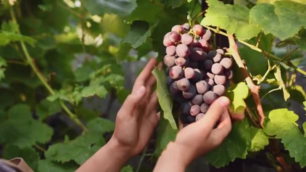 Close Hands Viticulturist Holding Hanging Ripening Purple Grapes Examining Ripeness — Stockvideo