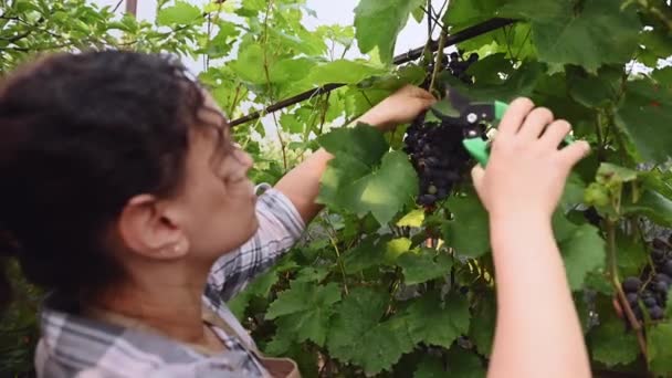 Focus Bunch Ripe Purple Organic Grapes Hanging Vine Blurred Woman — Stockvideo