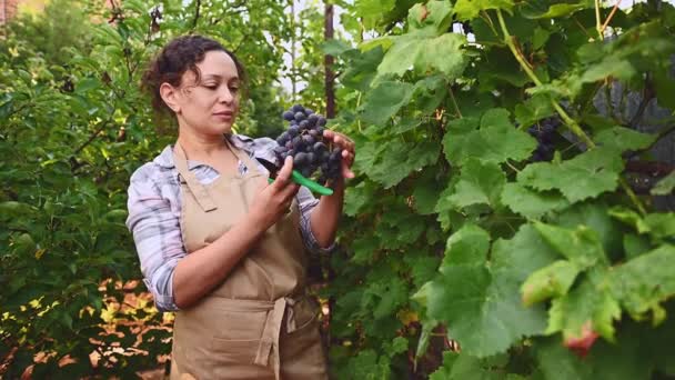 Pleasant Multiethnic Woman Entrepreneur Eco Farm Owner Experienced Viticulturist Wine — Video Stock