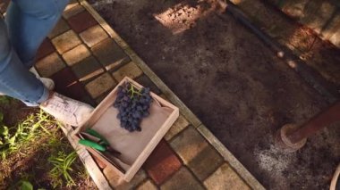 Overhead view of an ecological wooden box with a bunch of purple grapes and garden shears next to winegrower harvesting in a vineyard. Viticulture. Agriculture. Agribusiness. Wine industry. Copy space
