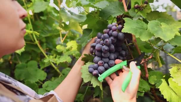 Close Grape Harvest Vineyard Viticulture Growing Organic Grapes Agribusiness Raw — Stok video