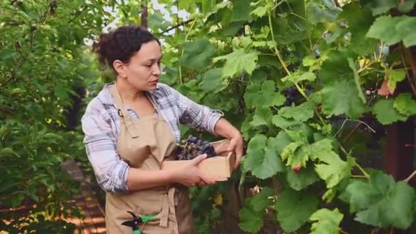 Portrait Delightful Hispanic Pretty Woman Viticulturist Carrying Wooden Crate Harvest — Stockvideo