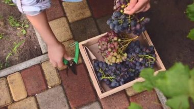 View from above of an eco farm worker, viticulturist putting on the ground a wooden crate with harvested crop of organic grapes and garden shears
