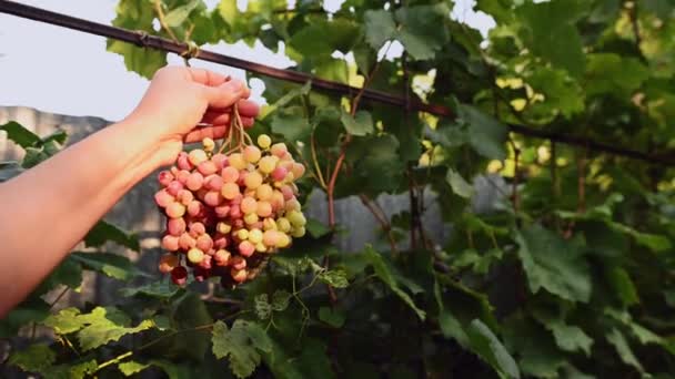Cropped View Wine Grower Viticulturist Holding Bunch Ripe Amber Grapes — Stockvideo
