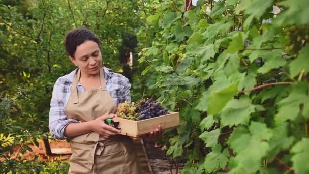 Successful Multi Ethnic Woman Entrepreneur Eco Farmer Vine Grower Viticulturist — Stock video