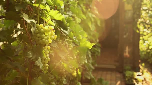 Beautiful Sunbeams Fall Vineyards Hanging Bunches Ripening White Grapes Translucent — Stock video