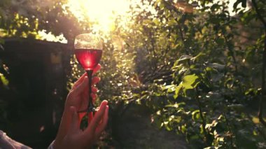 Selective focus on a glass with homemade red wine in the hands of a winemaker, in the rows of vineyards in the early morning at dawn. Viticulture. Small business. Wine industry. Growing organic grapes