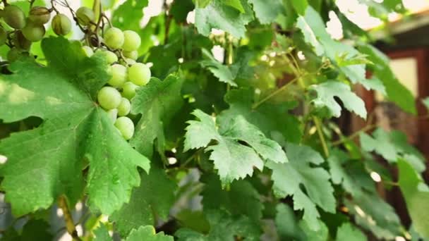 Steadicam Shot Vine Hanging Ripening Green Grapes Changing Focus Crate — Wideo stockowe