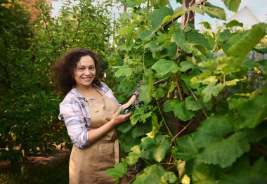 African American curly haired pretty woman, wearing a beige apron, harvesting blue grapes in vineyard. Portrait of a viticulturist, vintner, vine grower, picking ripe organic grapes. Harvest time