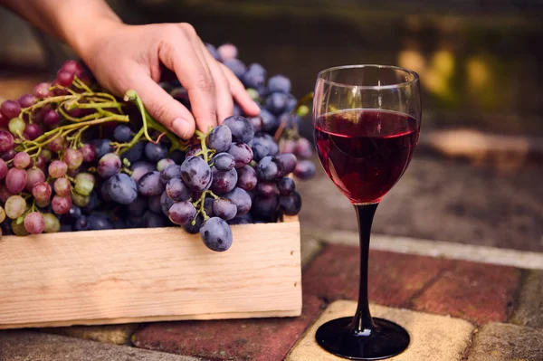 Still Life Glass Red Dry Homemade Wine Background Winegrowers Hand — 图库照片