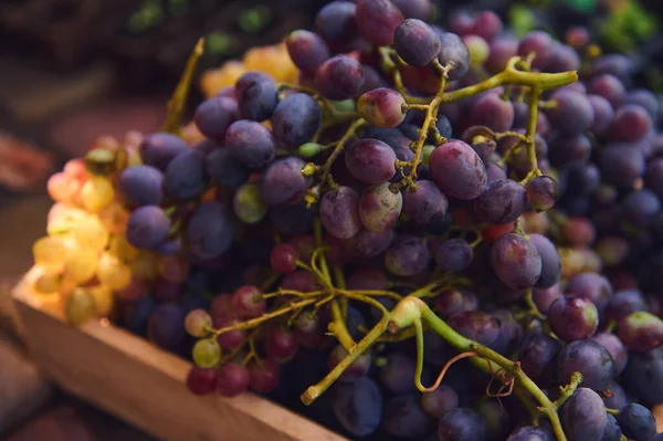 Close Ripe Juicy Organic Purple Grapes Wooden Crate Cultivation Organic — Zdjęcie stockowe