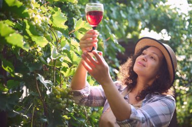Close-up of a beautiful multiethnic young woman, successful winemaker, viticulturist holding a glass of wine and examining the homemade dry red wine on the rays of sun, standing in vineyards rows