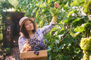 Charming brunette woman vintner, winemaker, viticulturist carrying an eco wooden box and picking ripe and juicy green grapes in a vineyard in the countryside. Concept of growing grapes. Viticulture