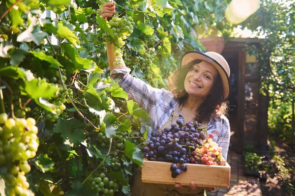 Sunbeams falling on the vineyards, while a delightful woman viticulturist harvesting grapes into a wooden crate on a beautiful sunny, early autumn day. Season harvest time. Viticulture. Vine growing