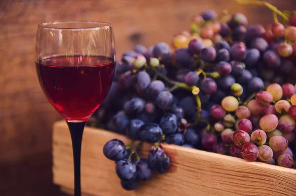 Still life.Focus on a glass of red wine, made from organic sweet and juicy grapes, harvested in vineyards in a countryside. Viticulture, wine production, grape cultivation. Viniculture. Agriculture.