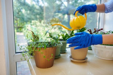 Details: hands of a housewife in blue rubber work gloves watering houseplants and culinary herbs with a sprinkling can, taking care of plants in the veranda, enjoying household chores. Domestic life