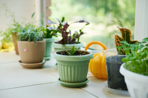 Still life with potted houseplants and culinary herbs growing indoor and a sprinkling can on the table in the veranda of a countryside house. Copy ad space for text