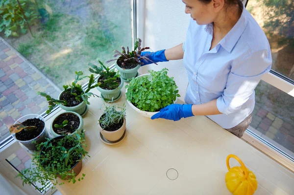 Top view of a multi-ethnic woman housewife, housekeeper, maid in blue rubber gloves, taking care of houseplants in the veranda. Gardening. Floriculture. Housekeeping. Household and domestic chores