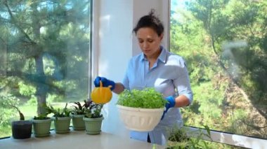 Positive delightful mixed race cute woman, lovely housewife in blue casual shirt and rubber gloves watering houseplants at home veranda, taking care of cultivated plants. Home gardening. Hobby concept