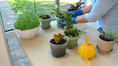 Close-up of a woman housewife, housekeeper, maid in blue rubber gloves, taking care of houseplants in the veranda. Gardening. Floriculture. Housekeeping. Household and domestic chores. Floriculture