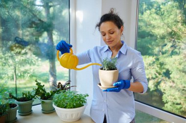 Positive delightful mixed race cute woman, lovely housewife in blue casual shirt and rubber gloves watering houseplants at home veranda, taking care of cultivated plants.Home gardening.Hobby concept