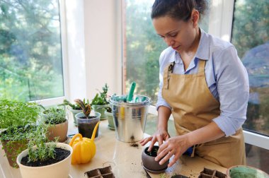 Inspired woman, florist, gardener transplanting rosemary into a ceramic flower pot while caring for indoor plants on the veranda of a country house. Floriculture. Gardening. Flower transplant