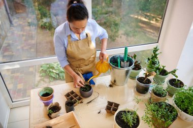View from above of a multi-ethnic woman florist, gardener, horticulturist wearing beige apron, using a watering can, waters indoors plants at home terrace. Horticulture. Gardening. Floriculture