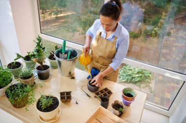 Top view. Hispanic woman, inspired florist, watering rosemary plant in a ceramic flower pot, taking care of houseplants, cultivated in the country house veranda. Floriculture. Horticulture. Gardening
