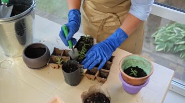 Overhead view of a woman florist, gardener wearing beige apron and blue rubber gloves transplanting rosemary seedlings from a cassette into new ceramic flower pots. Floriculture. Indoors plants care