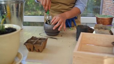 Close-up. Details: Florist hands hold garden shovel with fertilized soil while repotting rosemary seedlings in ceramic flower pots. Floriculture hobby. Plants care and transplanting of indoors plants