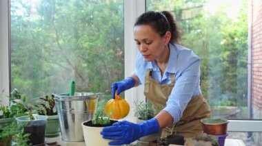 Beautiful woman, housewife, florist in beige apron and blue rubber work gloves using orange watering can, waters rosemary in a flower pot, taking care of houseplants at home veranda. Selective focus