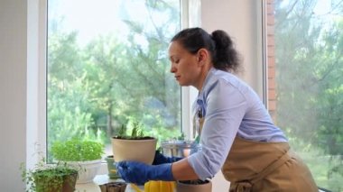 African American woman, pleasant housewife, experienced florist wearing a beige apron and blue rubber gloves taking care of rosemary plant, pruning sprigs for germination. Floriculture. Gardening.