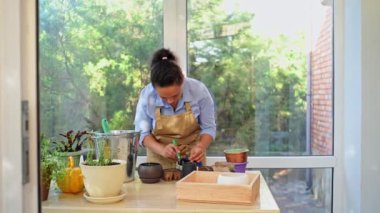 Close-up of a multi-ethnic woman housewife, amateur florist, gardener in beige apron, enjoying floriculture hobby at home veranda, transplanting rosemary plant with soiled roots into new ceramic pots