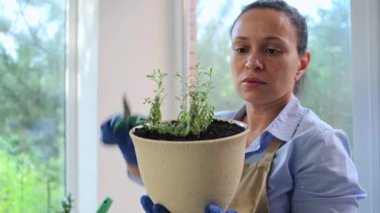 Close-up charming multiethnic housewife woman, florist gardener in beige apron and blue rubber gloves, using pruning scissors, cutting rosemary sprigs growing in pot for reproduction and germination