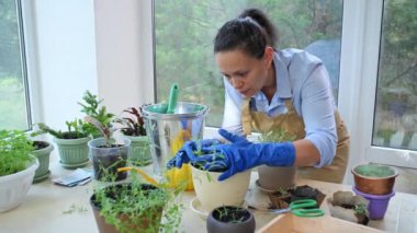 Pleasant multi-ethnic woman florist, gardener wearing a beige apron and blue rubber gloves, taking care of indoors plants, pruning rosemary sprigs, enjoying household chores and floriculture hobby