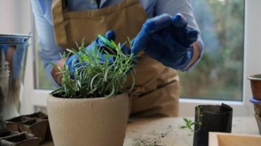 Details: hands in blue rubber gloves of a woman, a florist wearing beige apron, pruning rosemary sprigs, takes care of indoor plants. Floriculture. Houseplant care and transplanting. Selective focus