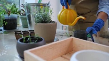 Rotating shot of a woman in beige apron, florist in blue rubber work gloves using orange watering can, waters rosemary in a flower pot, taking care of houseplants in the home veranda. Selective focus