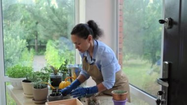Charming middle-aged woman, housewife, amateur florist repotting rosemary plant into new pot. Lots of potted indoor plants are cultivated in the home veranda. Floriculture and gardening concept