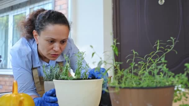 Multiethnic Charming Woman Florist Gardener Beige Apron Blue Rubber Work — Stok Video