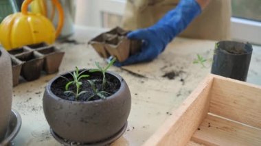 Selective focus on ceramic pot with growing rosemary seedlings over blurred florist in blue rubber gloves, using garden shovel, puts soil into peat pots while planting seeds. Floriculture. Gradening